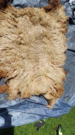 Image 2 of Raw pure icelandic fleeces