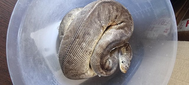 Image 32 of Full collection of ball pythons and racking
