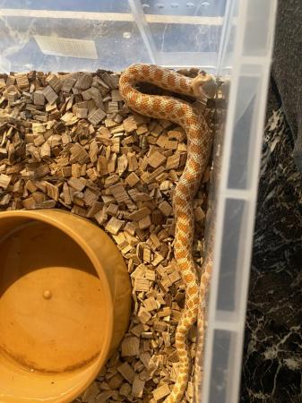 Image 3 of 10 month old albino hognose