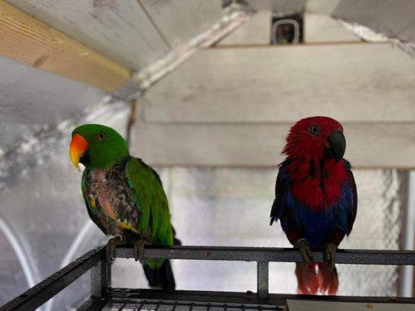 Image 7 of Bonded And Breeding Pair Of Eclecus Parrots