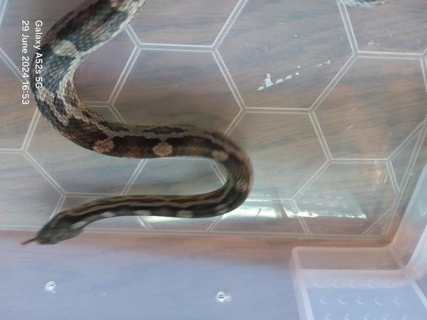 Image 6 of Anery Male corn snake and starter setup for sale
