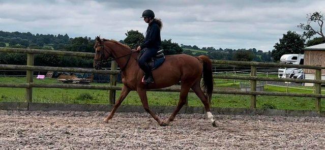 Image 12 of Stunning 6yr old 15,2hh Chestnut Mare