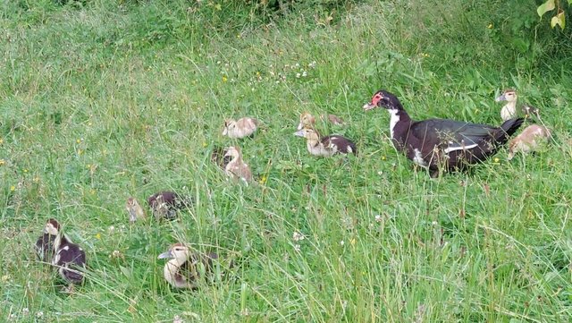 Image 5 of Off heat - Muscovy ducklings for sale