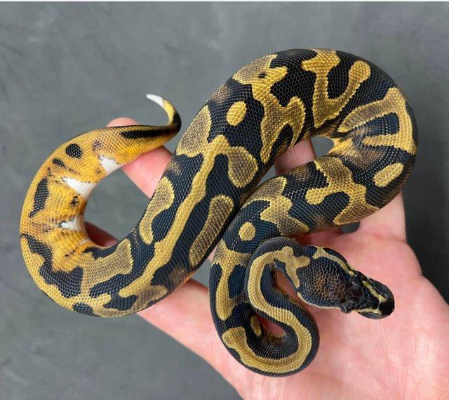 Preview of the first image of Pied Poss Enchi Het Albino Female ball python.
