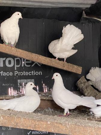 Image 4 of doves, white fantail doves