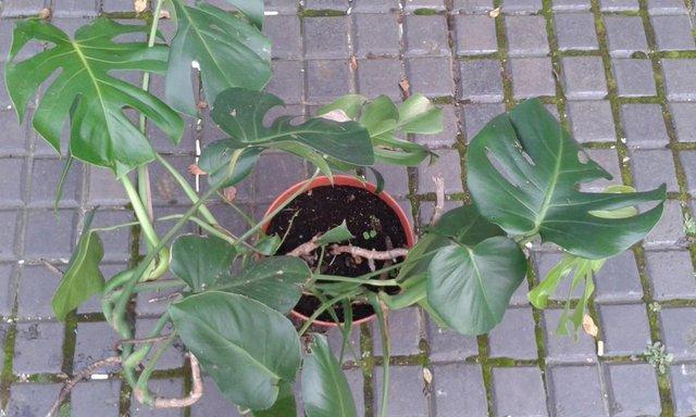 Image 2 of Swiss Cheese Plant Monstera in 10" pot.