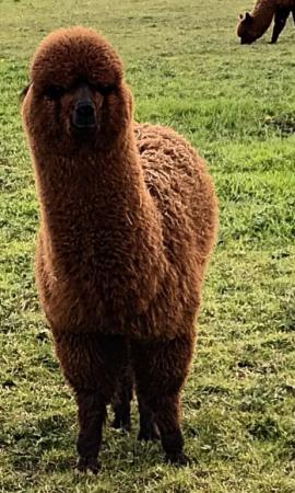 Image 3 of Alpaca pet males BAS registered  ready to find a loving hom