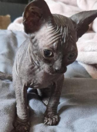 Image 7 of 3 sphynx kittens left. READY 11TH JULY