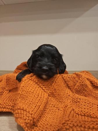 Image 1 of F1b cockapoo puppies for sale