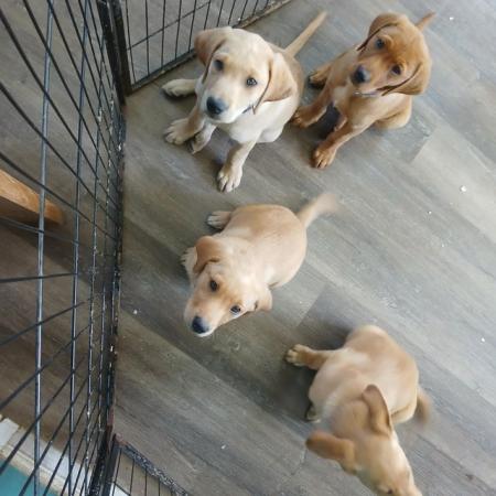 Image 1 of 4 Labrador puppies-health checked and Fully vaccinated!