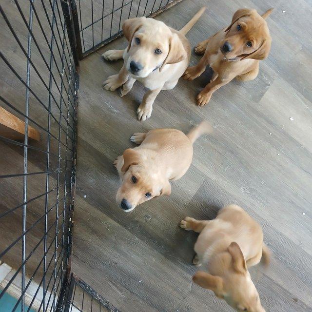 Preview of the first image of 4 Labrador puppies-health checked and Fully vaccinated!.