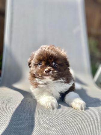 Image 9 of Ready Now Beautiful Pom shih pups 1 female 1 male