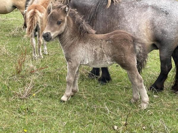 Image 3 of Miniature Shetland pony colt foal