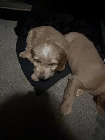 Image 6 of F2B COCKAPOO PUPS FOR SALE