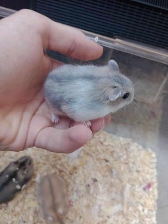 Image 3 of Dwarf hamsters young tame Boys and girls