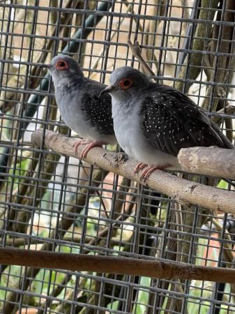 Image 2 of Diamond Doves For Sale aviary Bred To Good Homes
