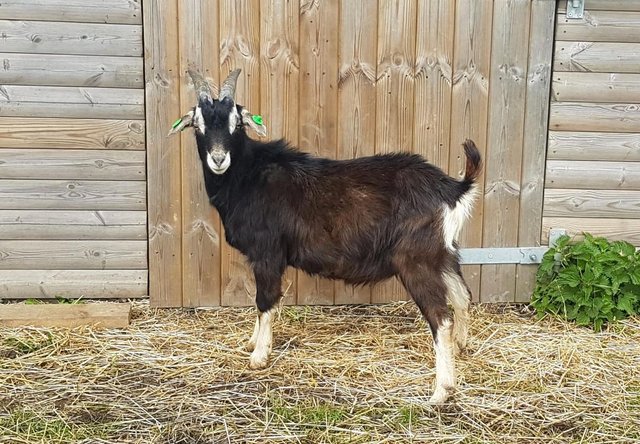 Image 1 of Young Billy goat. Stunning 3/4 Pygmy x Togg. Entire