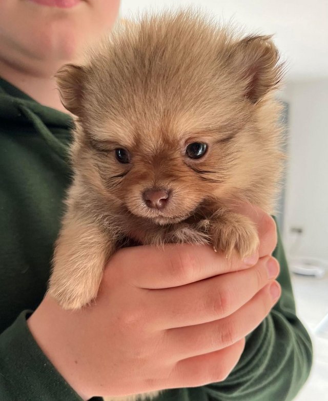 Preview of the first image of Beautiful Pomeranian x Chihuahua Puppies.