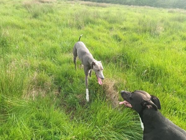 Image 5 of Blue 2 year old lurcher. Fully Vaccinated,wormed and muted