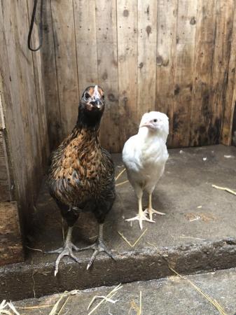 Image 2 of Happy healthy sexed pullet growers