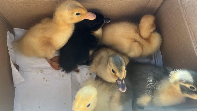 Image 3 of Ducklings for sale (7 days old)