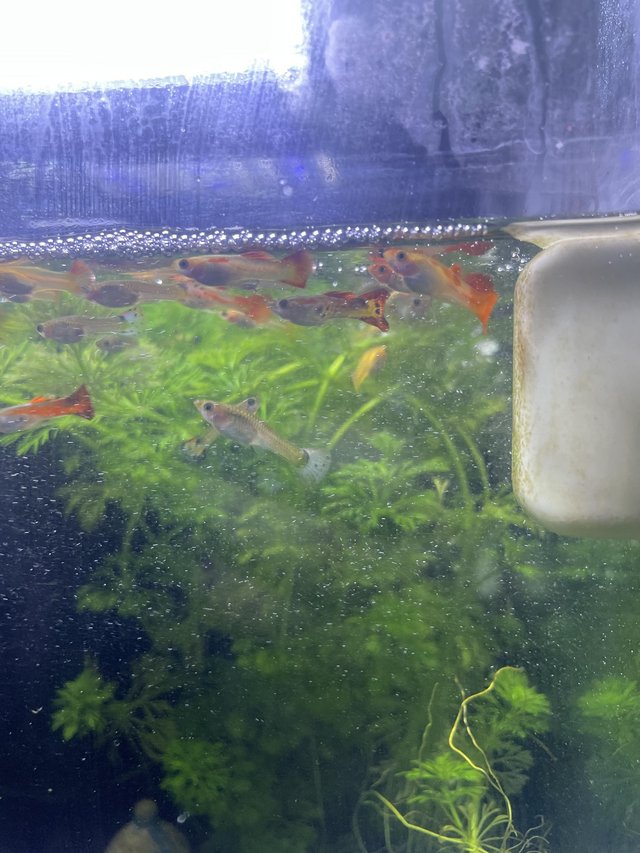 Preview of the first image of BABY MALE AND FEMALE GUPPIES £1 EACH.