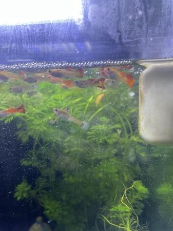 Image 1 of BABY MALE AND FEMALE GUPPIES £1 EACH