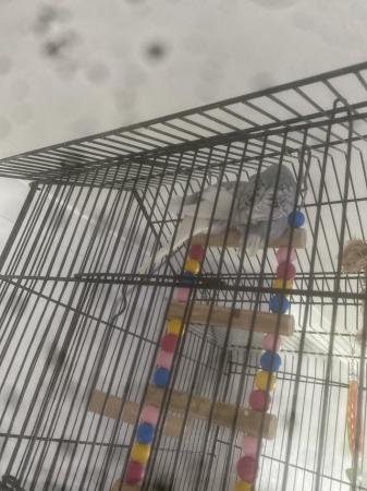 Image 2 of Baby budgies for sale semi tame