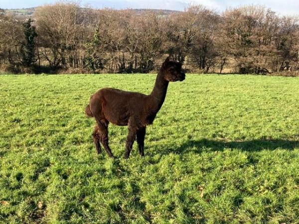 Image 1 of 2 alpaca entire males for sale