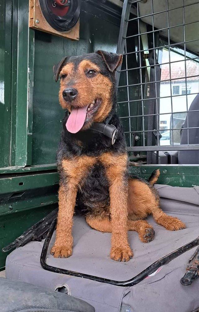 Lakeland terrier for sales stud