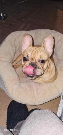 Image 4 of Frenchbulldog for sale near 1 year old