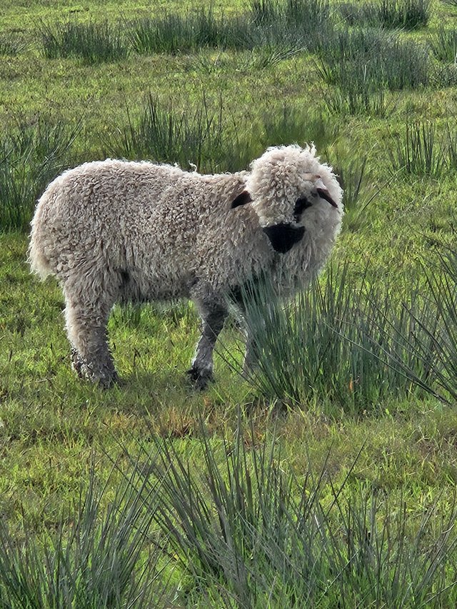 Preview of the first image of 3/4 valais blacknose cross dorset.