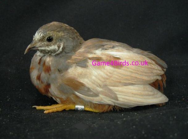 Image 3 of RARE COLOURS CHINESE PAINTED QUAIL QUAIL HATCHING EGGS