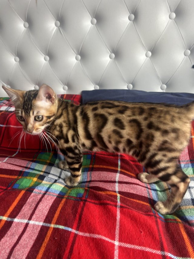 Preview of the first image of Beautiful Pure breed bengal kitten.
