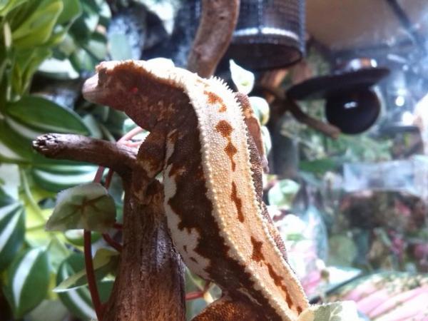 Image 5 of 2 female crested geckos for sale £100 each
