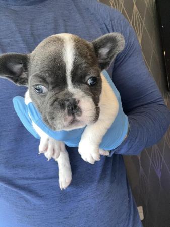 Image 16 of Kennel club registered French bulldog pupps.