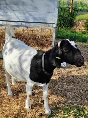 Image 1 of 2yr old friendly de-horned Boer X nanny goat