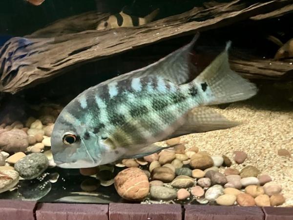 Image 4 of True parrot South American cichlid 12”