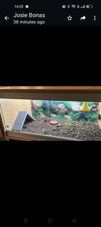 Image 3 of Baby horsfield tortoise with 3ft Viv
