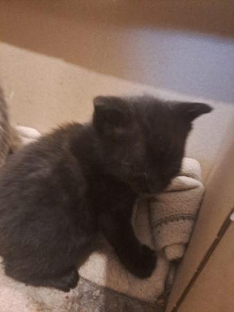 Image 4 of Beautiful bundle of kittens ready now!! Only 2 left