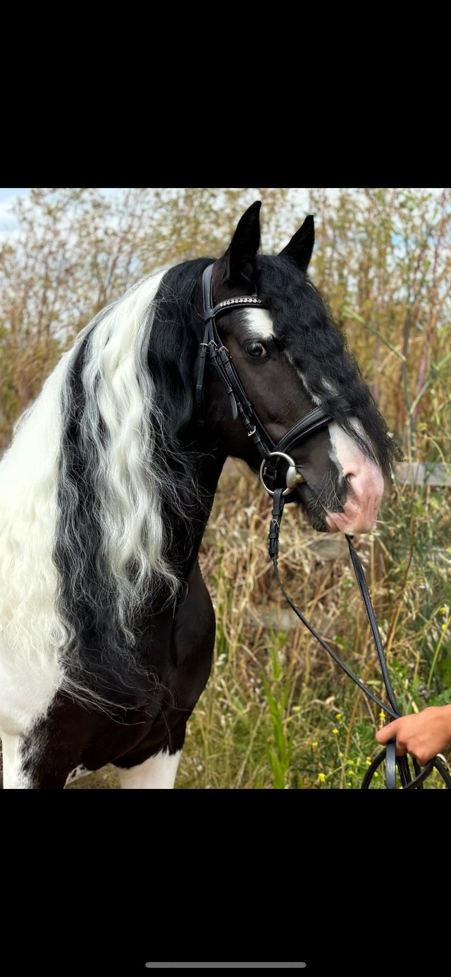 Preview of the first image of Chunky 15hh ride and drive cob gelding.