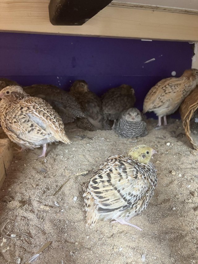 Preview of the first image of Mixed Coturnix Quail Mixture of ages Available.