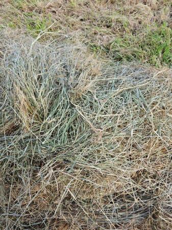 Image 1 of Hay small bales great for chicken bedding, gardening or venu