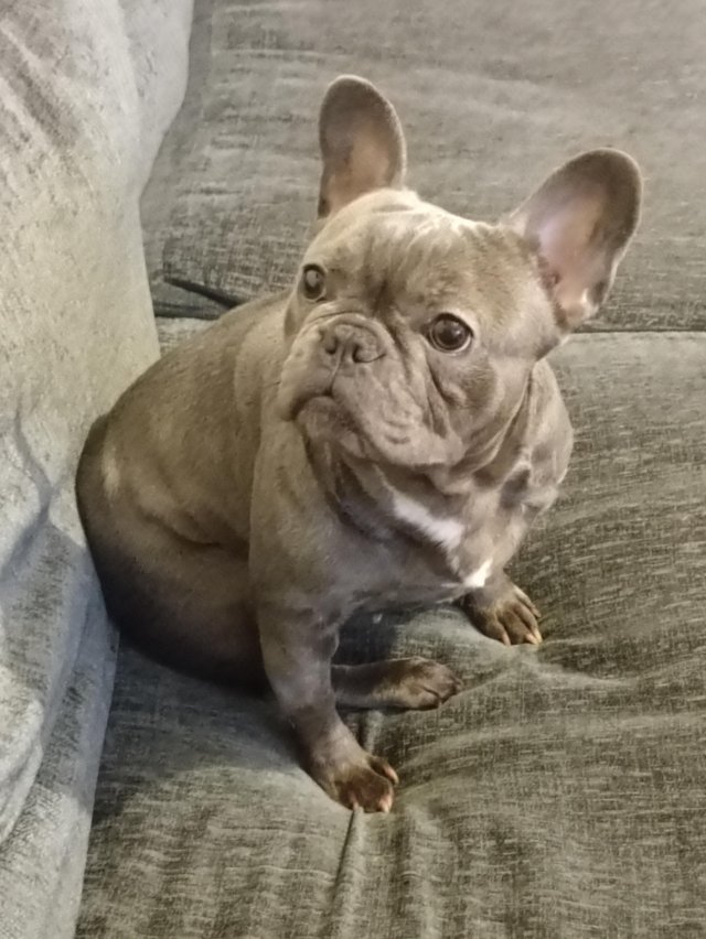 Preview of the first image of Beautiful female french bulldog.