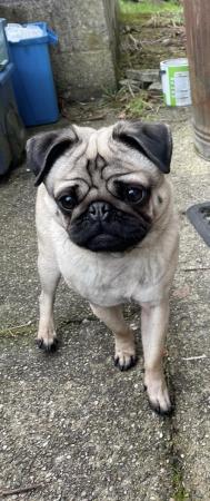 Image 1 of Male pug 4 years old neutered fawn biege