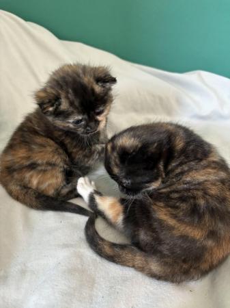Image 4 of 2 female kittens 4 weeks old