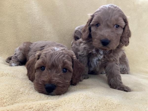 Image 10 of Cockapoo F1, puppies for sale, parents KC reg, Show/toy