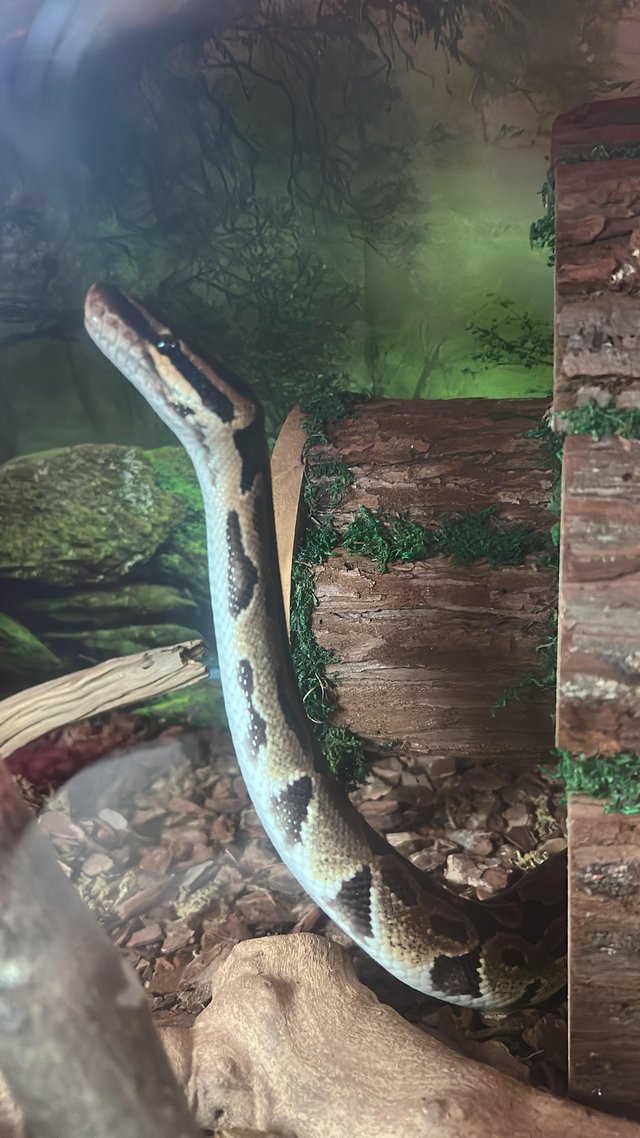 Ball python and complete set up — photo 3 of 4