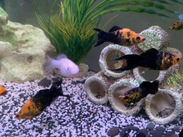 Image 4 of 50p assorted mollies, balloon mollies and swordtail fish