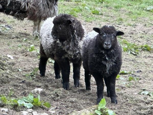 Image 1 of Ewe and ram lambs born March 2024